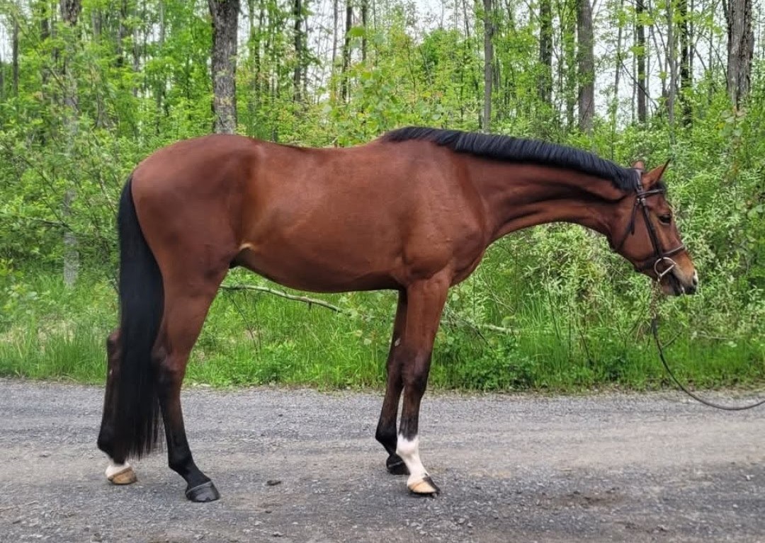 Carlos - Cardellino horse for sale
