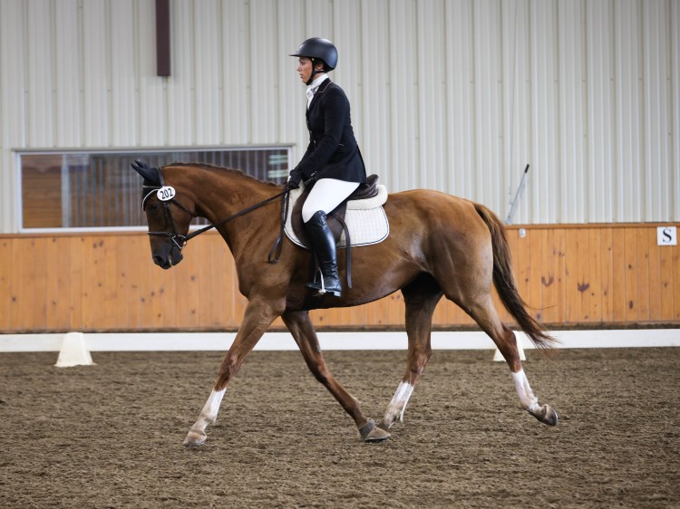 Smirk Funnee Dressage